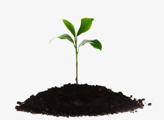 赌博种子进化-小树苗